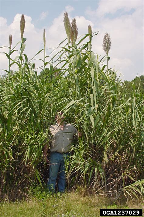 giant reed: Arundo donax (Cyperales: Poaceae)