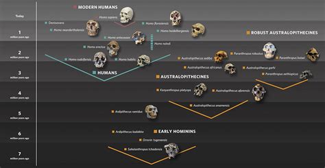 Human Evolution Timeline For Kids