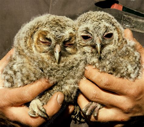 Tawny owl chicks - Stock Image - C022/0257 - Science Photo Library