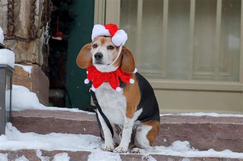 Christmas Beagle | Beagle, Beagle dog, Animal photography