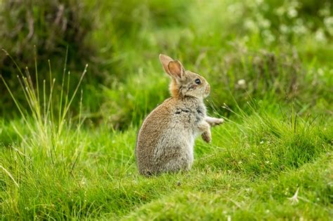 Maryland Rabbit Removal | KP Wildlife Control