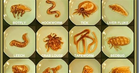 Human Parasites, Types of Parasites, and Classification