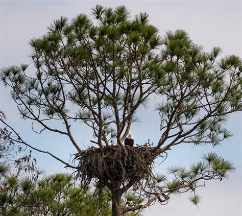 How Rayonier’s Foresters Protect Bald Eagles | Rayonier Stories