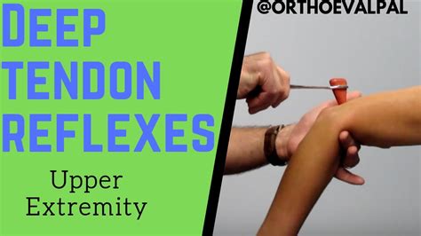 Deep Tendon Reflexes of the Upper Extremities - YouTube