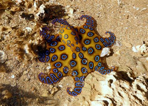 Blue-Ringed Octopus Facts, Habitat, Life Cycle, Venom, Pictures