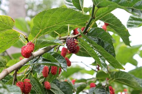 26 Different Types of Mulberry Trees - ProGardenTips