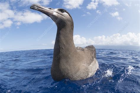 Black-footed albatross - Stock Image - C057/9992 - Science Photo Library