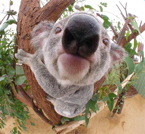 Big nose koala - Australia Photo (23936329) - Fanpop