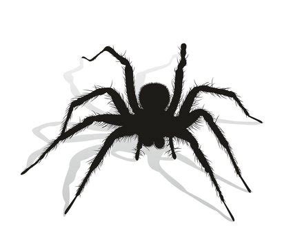 Spider Silhouette Clip Art