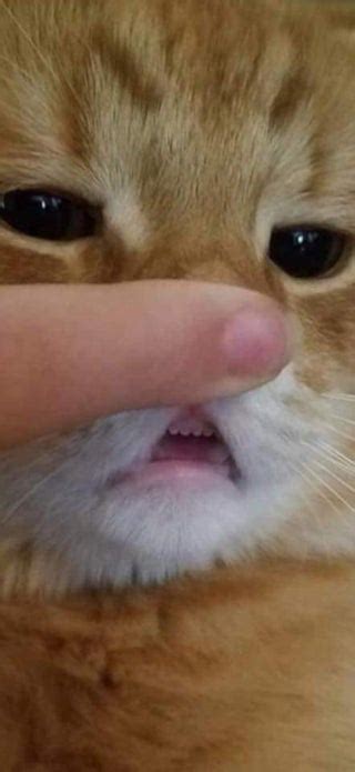 Kitten teeths : r/aww