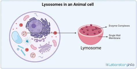 Animal Cell Lysosome