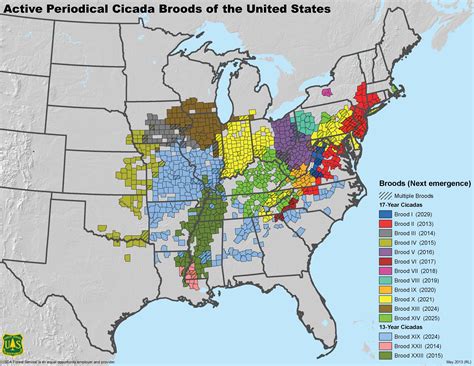 Cicada Emergence 2024 Map - Siana Dorothea