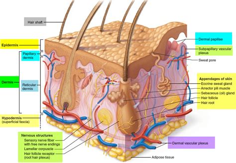 Dermis - Layers, Papillary Layer, Function - Epidermis