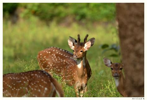 Female Deer with some borrowed antlers | For more such pictu… | Flickr