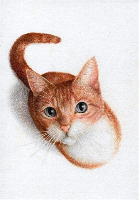 Ginger Cats, Cat Drawing, Colored Pencils, Drawings, Big Rock, Animals ...