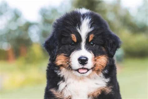 Large dog breeds: Bernese Mountain Dog, Great Dane, Komondor