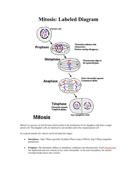 Mitosis: Labeled Diagram