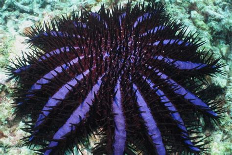 Crown of Thorns Eradication - PADI Pros