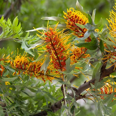 Grevillea Robusta Leaf