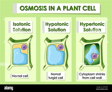 Diagram showing osmosis in plant cell Stock Vector Image & Art - Alamy