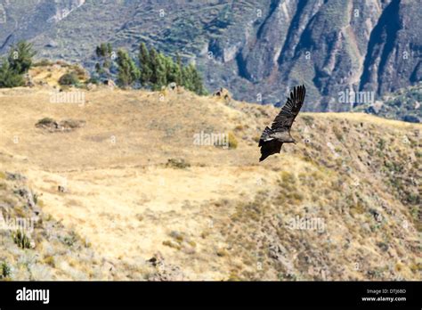 Flying condor over Colca canyon,Peru,South America This is a condor the ...