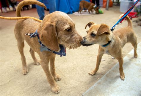 OC Animal Shelter pups in search of forever homes capture hearts at ...