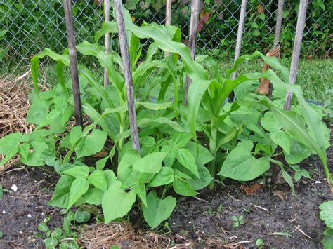 Growing Food in Florida: Another update on three sisters garden