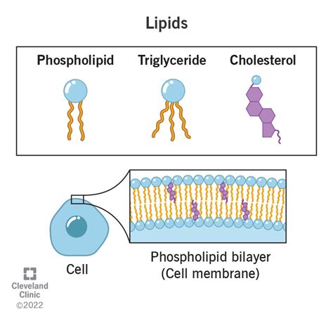 Chemical Structure Of Lipids