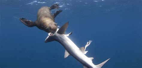 sea lions predators What animals eat sea lions : predators revealed