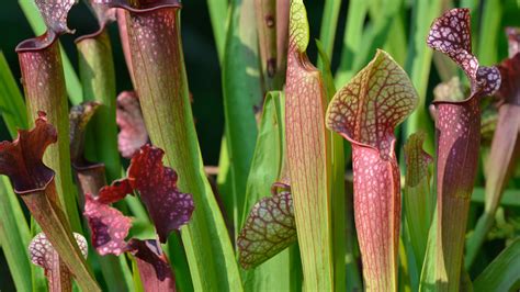 American Pitcher Plant | San Diego Zoo Animals & Plants