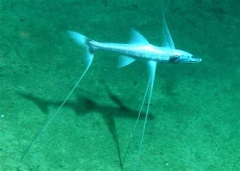 The Deep Sea Biome: Abyssopelagic zone (3000-6000m)