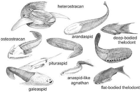 Ordovician Period Jawless Fish