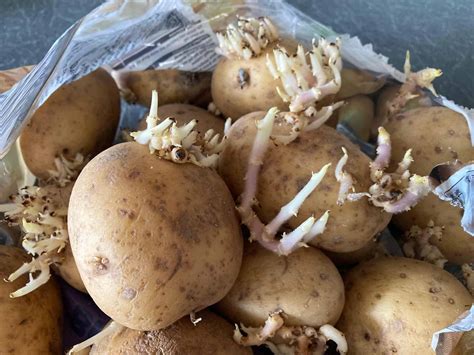 Is It Okay To Eat Potatoes That Have Sprouted? - Savvy in Somerset