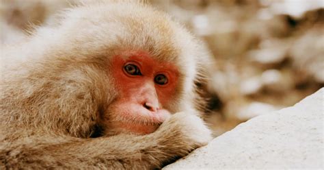 What Japan's Wild Snow Monkeys Can Teach Us About Animal Culture ...