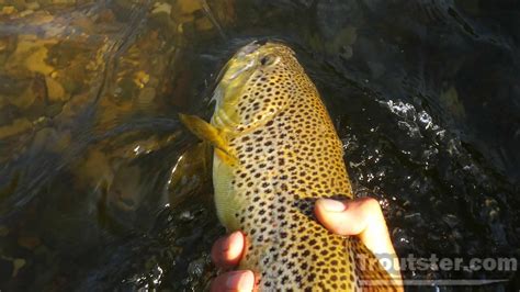 Fishing For Spawning Brown Trout – Troutster.com – Fly Fishing Tips and ...