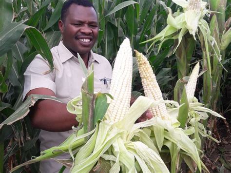 KALRO launches eight new maize varieties resistant to the lethal ...