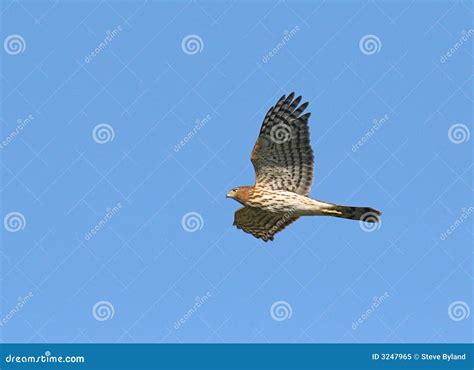 Cooper s Hawk stock image. Image of migration, juvenile - 3247965