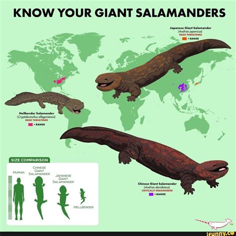 KNOW YOUR GIANT SALAMANDERS Japanese Giant Salamander (Andrias ...