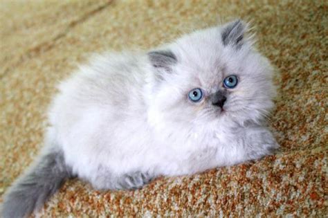 CFA Registered Persian Himalayan Kittens for Sale in Austinville ...