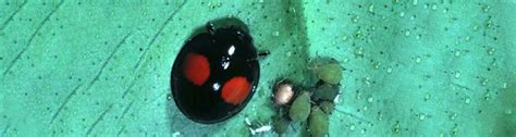 Q: I found a black ladybug and it has two red spots on it. I have never ...