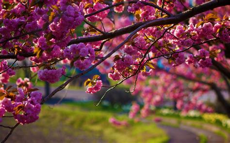 Download Pink Flower Branch Close-up Sakura Nature Blossom 4k Ultra HD ...