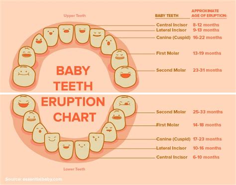 38 Printable Baby Teeth Charts & Timelines ᐅ TemplateLab