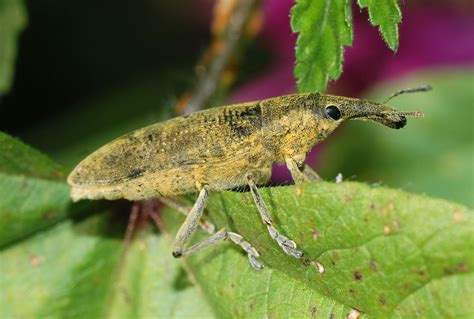 Weevil | Grain-eating, Beetles, Pests | Britannica