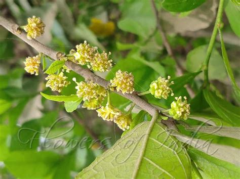 Paruva, Parakam-p-pa-(Streblus asper,Siamese rough-bush) - KERALA FLORA