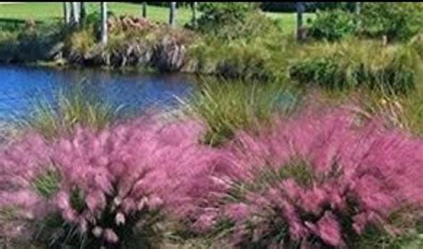 Pink Muhly Grass Seeds, Perennial Muhlenbergia Capillaris in 2021 | Low ...