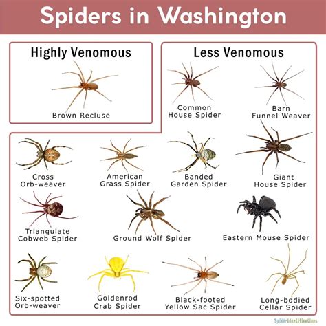 What Spiders Live in Washington State? Uncover the Fascinating World of ...