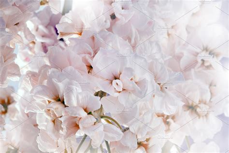 Flower soft pink bouquet background. | High-Quality Nature Stock Photos ...