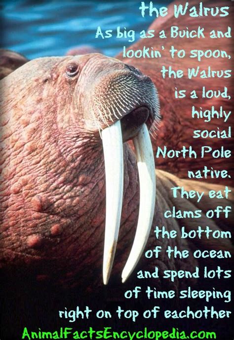 Walrus Facts - Animal Facts Encyclopedia | Walrus, Animal facts, Marine ...