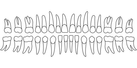 Tooth Chart PNG Transparent Images Free Download | Vector Files | Pngtree