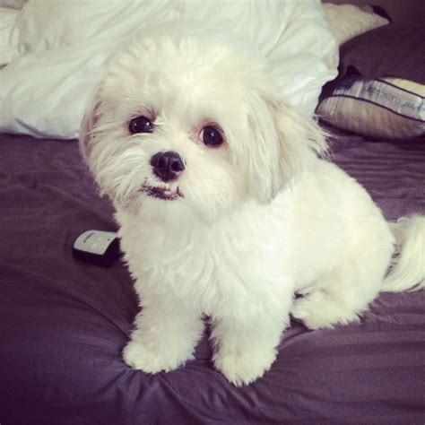 Grooming Your Maltese Shih tzu Puppies: Best Practices and Tips - Dog ...